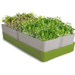 GEO Smart Greens - Kit per Coltivare Microgreens - 1 set