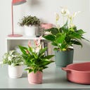 Scheurich Doniczka Lino Fjord Green - 13