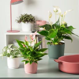 Scheurich Doniczka Lino Fjord Green - 13