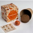 resetea Dankeschön - Anzuchtset