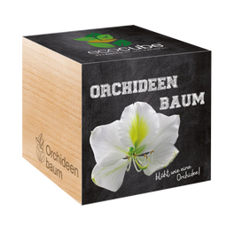Feel Green ecocube "Orchid Tree"