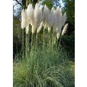 TROPICA Herbe de la Pampa Américaine - 200 Graines