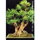 TROPICA Orangen-Jasmin - 10 Korn