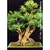 TROPICA Orange Jasmine