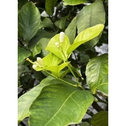 TROPICA Yuzu Zitrone - 5 Korn