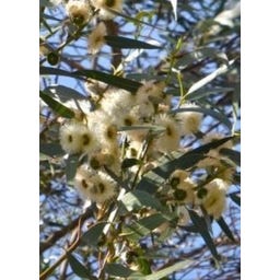 TROPICA Australischer Berg-Eukalyptus - 50 Korn