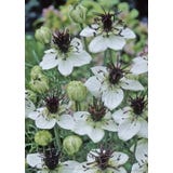 TROPICA Nigella "African Bride"