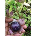 TROPICA Tomatillo Purple Violette - 20 Frön