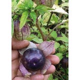 TROPICA Tomatillo Purple Violette
