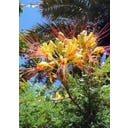 TROPICA Pavji grm - 10 zrn.