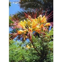 TROPICA Winterharter Pfauenstrauch - 10 Korn