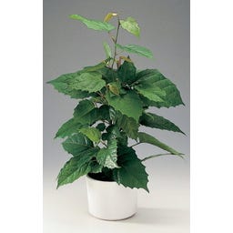 TROPICA Australischer Känguruhwein - 10 Korn