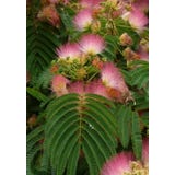 TROPICA Schlafbaum/Seidenakazie
