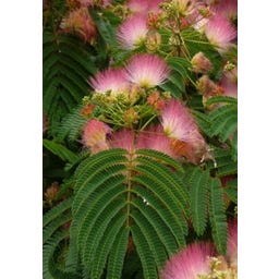 TROPICA Schlafbaum/Seidenakazie - 50 Korn