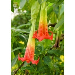 TROPICA Blutrote Engelstrompete - 7 Korn