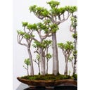 TROPICA Bonsaj 