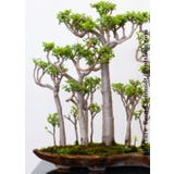 TROPICA Bonsaj &bdquo;madagaskarsk&yacute; baobab&ldquo;
