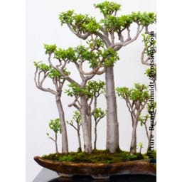 TROPICA Bonsai 