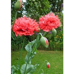 TROPICA Roter Fransenmohn - 100 Korn