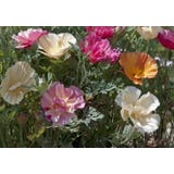 Wildblumenmischung "Rainbow Poppy Flowers"