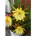 TROPICA Kraljica noči - 20 zrn.
