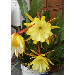 TROPICA Orchideenkaktus - 20 Korn