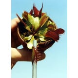 TROPICA Venus-Fliegenflalle