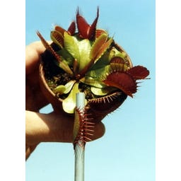 TROPICA Venus-Fliegenflalle - 10 Korn