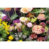 TROPICA Schmetterlingswiese "Nektarreich"