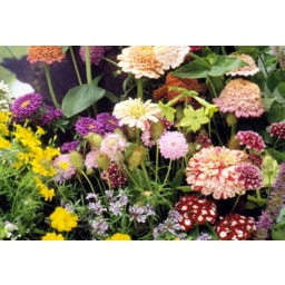 TROPICA Schmetterlingswiese 