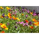 TROPICA Wildblumenmischung 