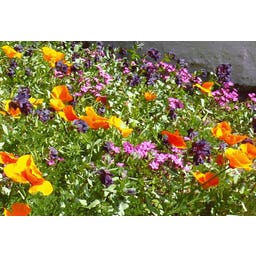 TROPICA Wildblumenmischung 