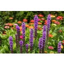 TROPICA Liatris - 50 zrn.