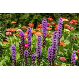 TROPICA Römische Kerze / Prachtscharte - 50 Korn