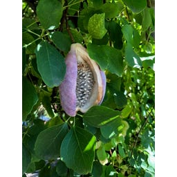 TROPICA Schokoladenwein - 10 Korn