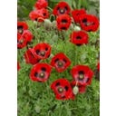 TROPICA Red Dwarf Poppy - 100 Seeds
