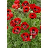 TROPICA Roter Zwerg-Mohn