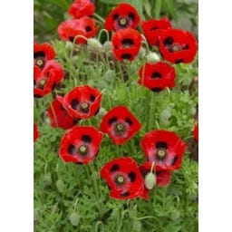 TROPICA Roter Zwerg-Mohn - 100 Korn