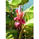 TROPICA Roza pritlikava banana  