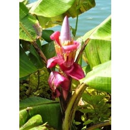 TROPICA Rosa Zwergbanane 