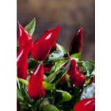 TROPICA Chilli &bdquo;Birds-Eye&ldquo;