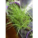 TROPICA Lemongrass - 50 Grains