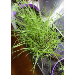 TROPICA Lemongrass