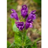 TROPICA T&uuml;rkische Melissa / Drachenkopf