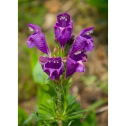 TROPICA Türkische Melissa / Drachenkopf - 50 Korn