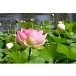 TROPICA Indische Lotusblume - 15 Korn