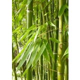 TROPICA Smaragd-Bambus