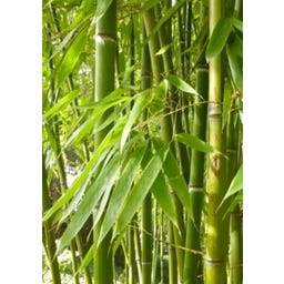 TROPICA Smaragd-Bambus