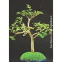 TROPICA Bonsaj 