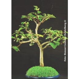 TROPICA Bonsai 